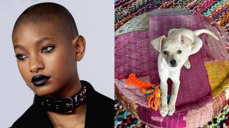 Willow smith dog korn split 